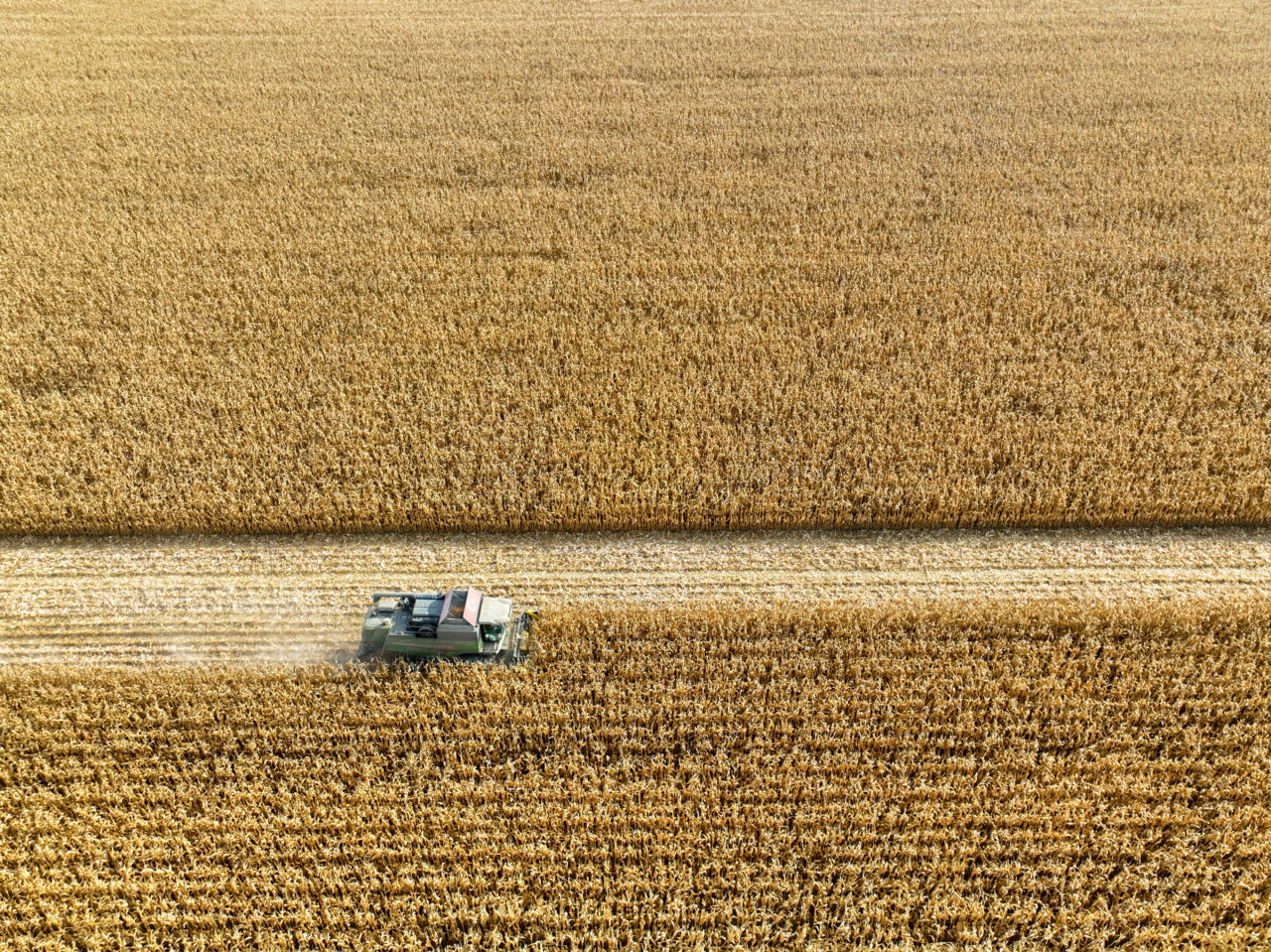 Corn field being harvested