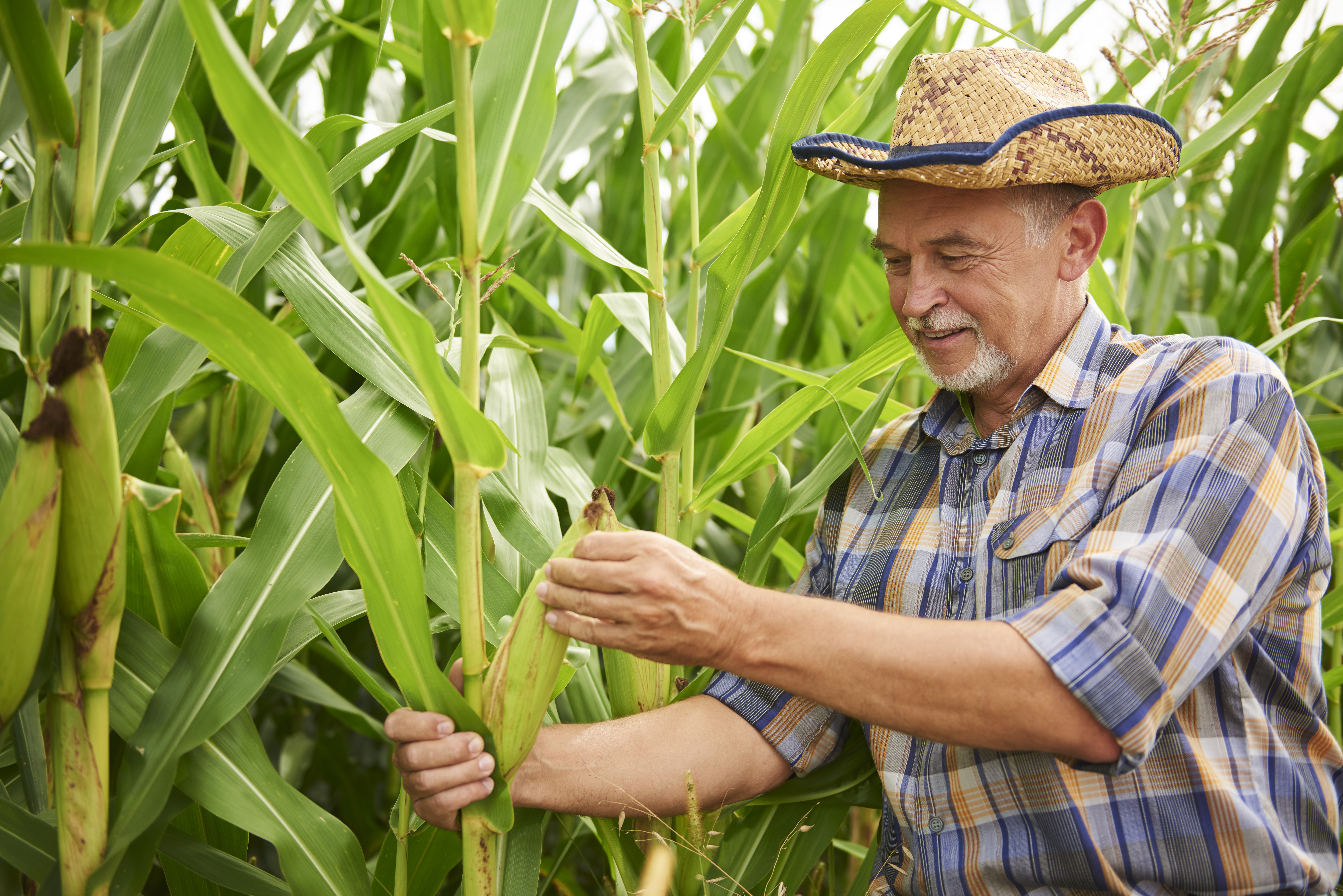 Farmer at cornfield examining maize plants