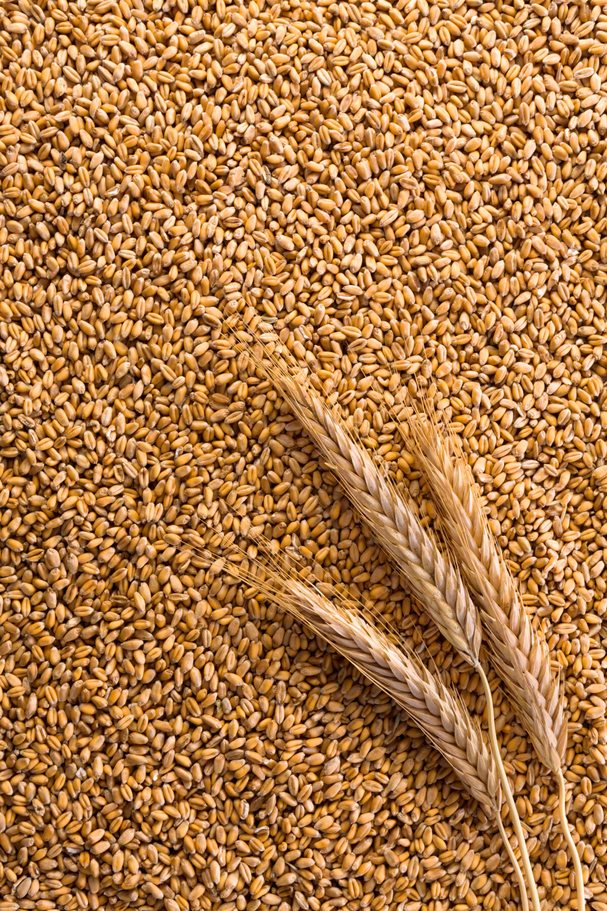 Organic wheat grains for animal feed