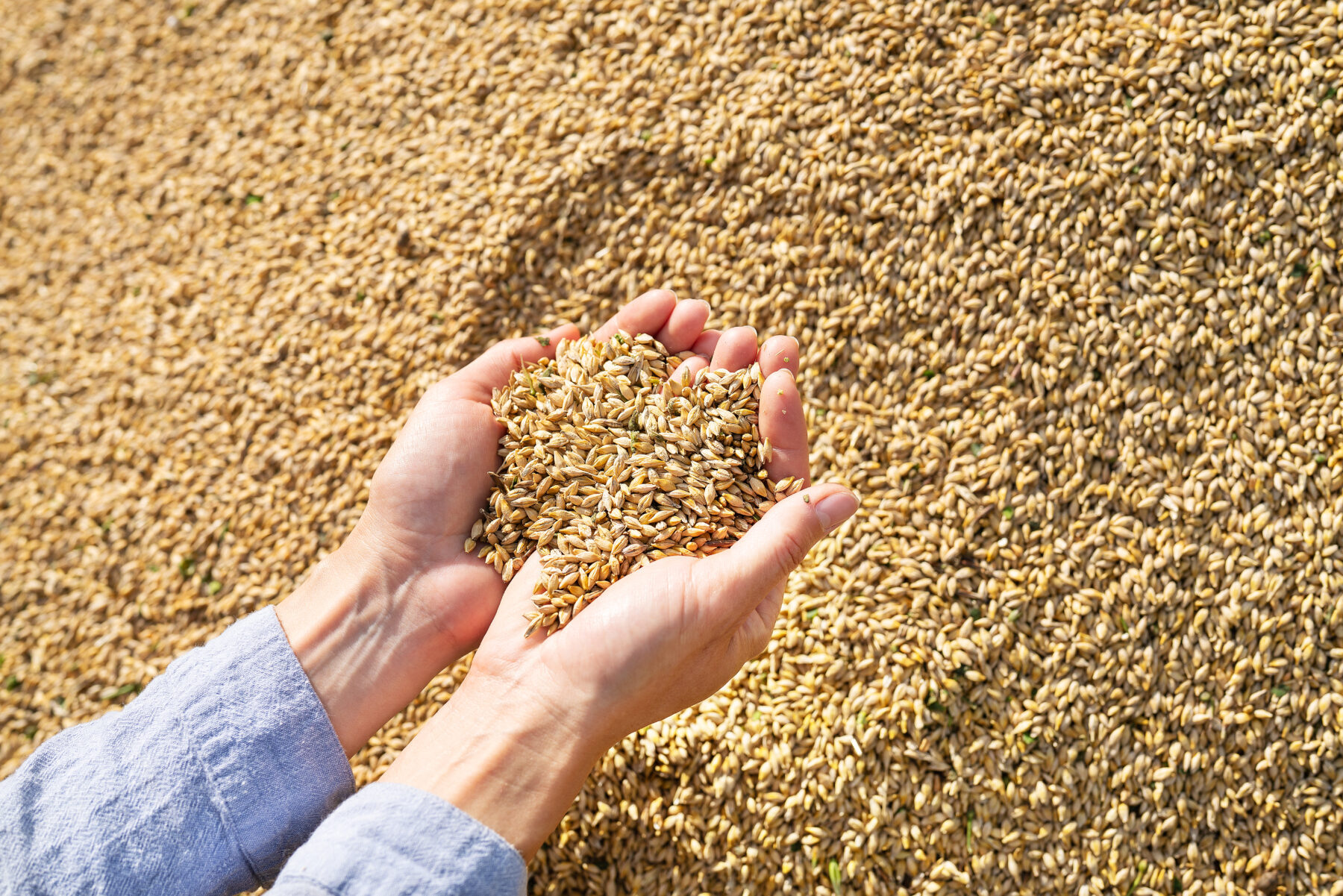 Farmer checks the quality of barley grain after harvest